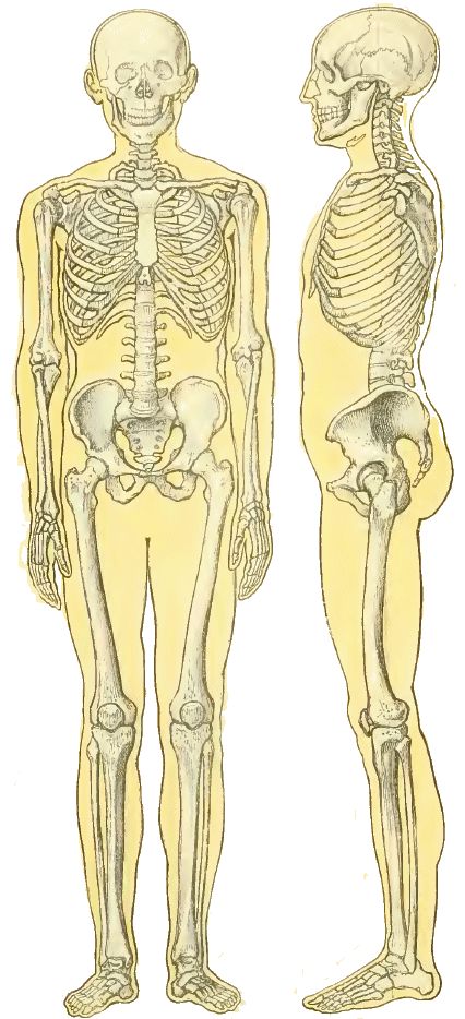 squelette ostéopathe nemours